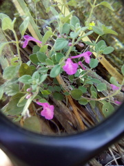Scutellaria seleriana