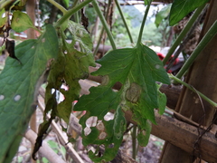 Neocosmospora solani