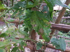 Neocosmospora solani