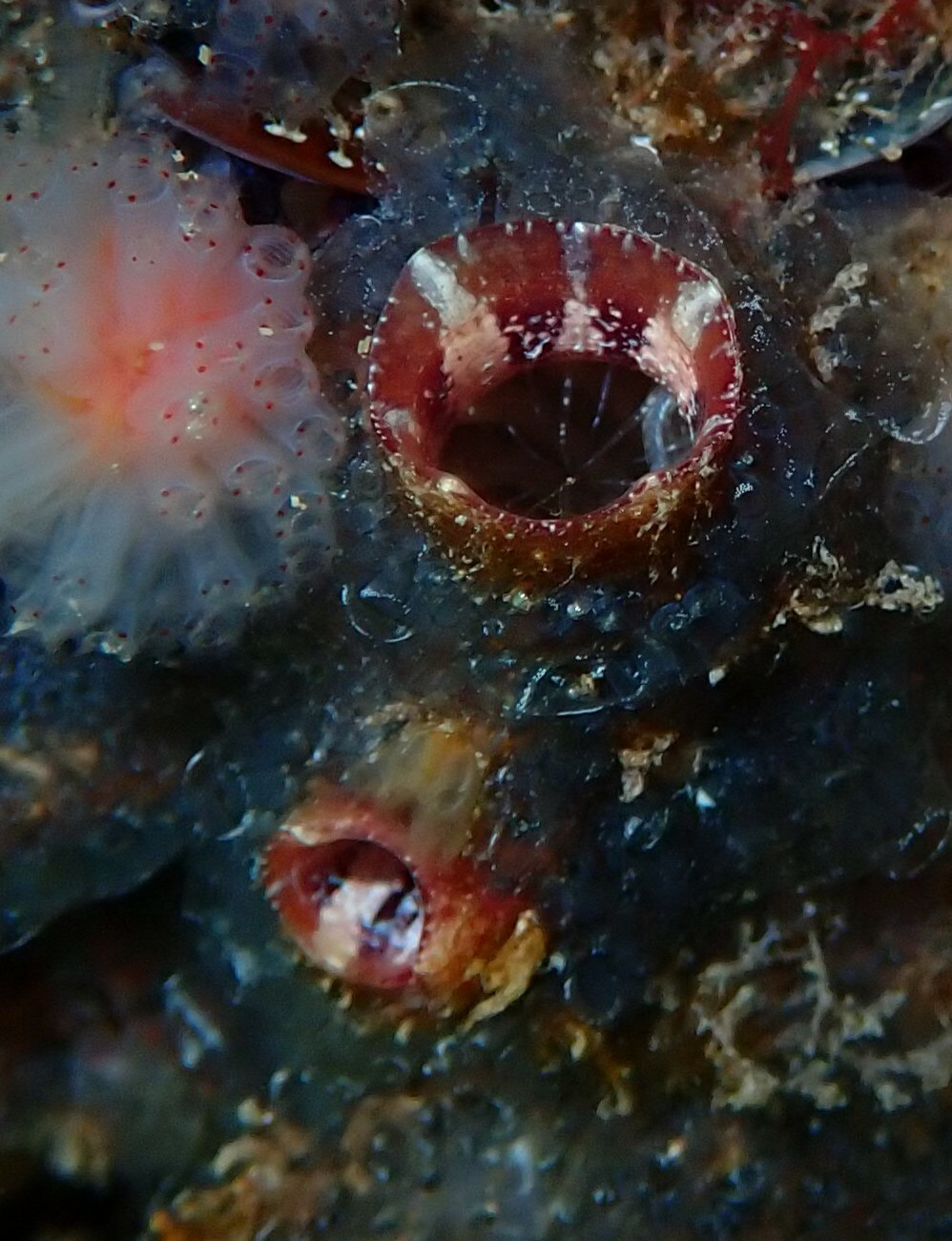 Asterocarpa humilis (Heller, 1878)