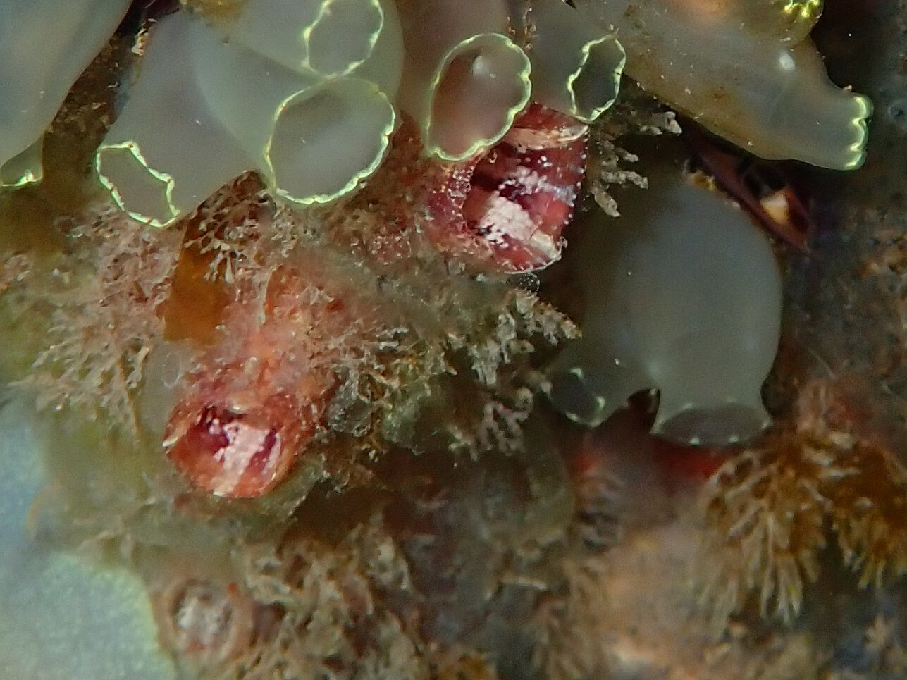 Asterocarpa humilis (Heller, 1878)