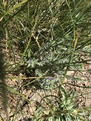 Trichostema austromontanum