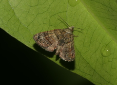 Chlumetia transversa