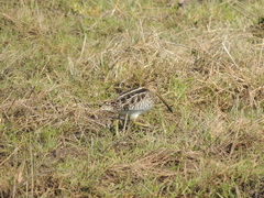 Gallinago paraguaiae