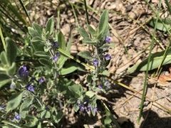 Trichostema austromontanum