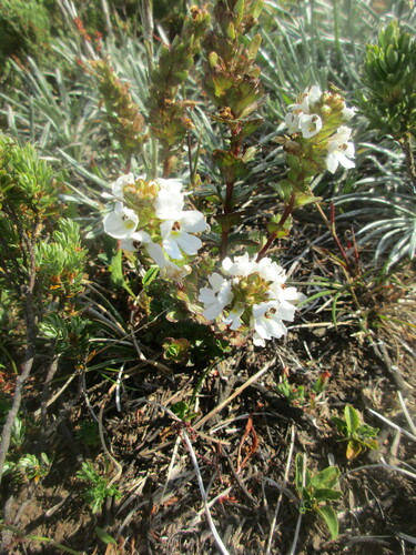 Euphrasia crassiuscula, 2025-01-14