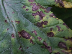 Xanthomonas