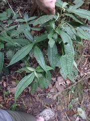 Miconia triplinervis