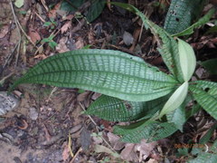 Miconia triplinervis