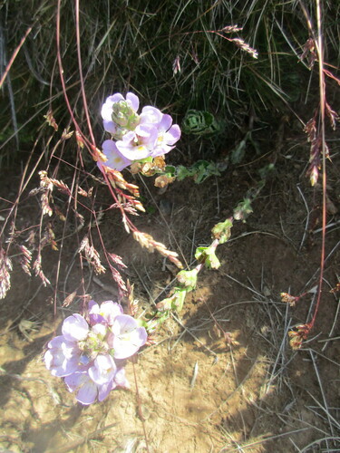 Euphrasia crassiuscula, 2025-01-14