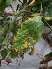 Xanthomonas