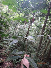 Burseraceae