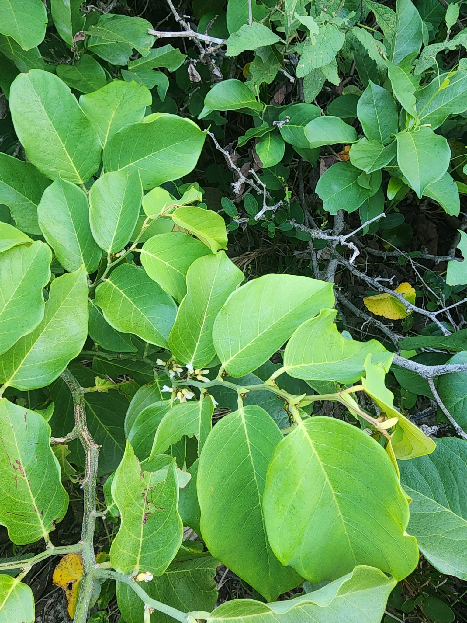 Imagem de Jacarandá-do-mangue