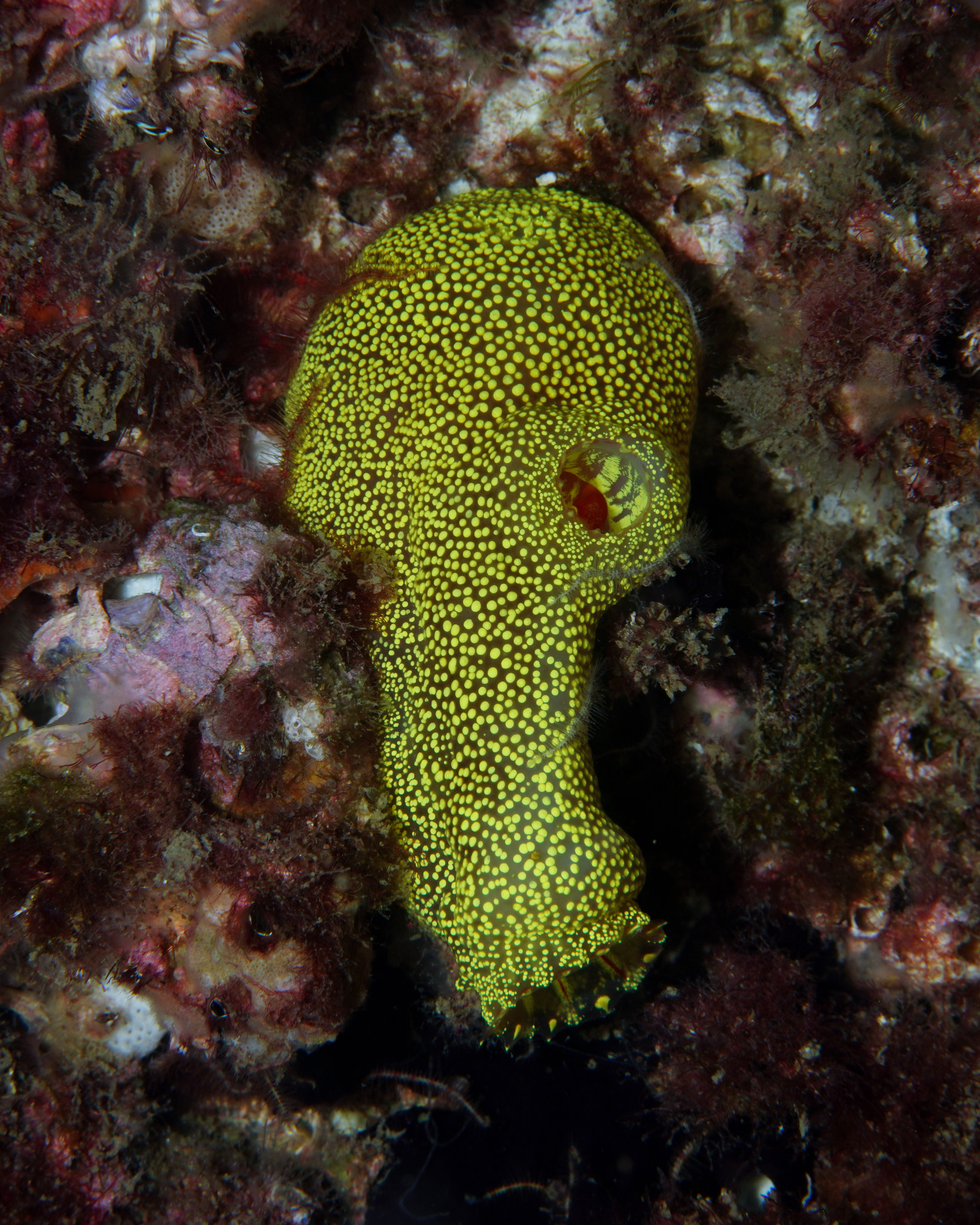 Phallusia julinea Sluiter, 1915