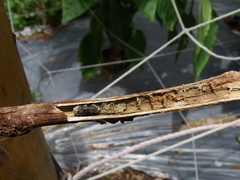 Sclerotinia sclerotiorum
