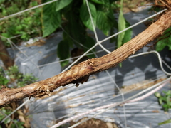 Sclerotinia sclerotiorum