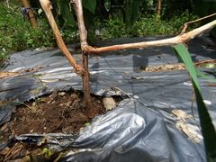 Sclerotinia sclerotiorum