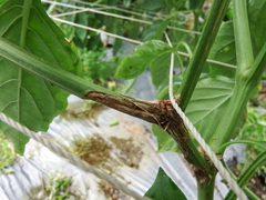 Neocosmospora solani