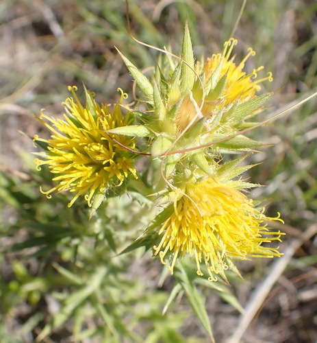 Image of Berkheya pinnatifida by (c) Nicola van Berkel, some rights reserved (CC BY-SA)
