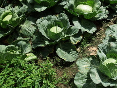 Xanthomonas campestris