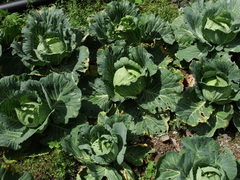 Xanthomonas campestris