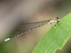 Pseudagrion aureofrons