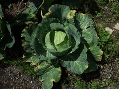 Xanthomonas campestris