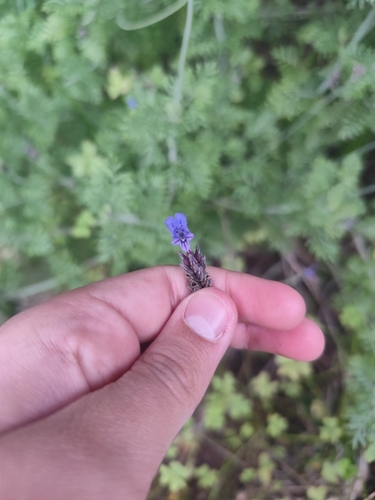 Image of Lavandula multifida by (c) Vasco Henrique Oliveira Fonseca, some rights reserved (CC BY)