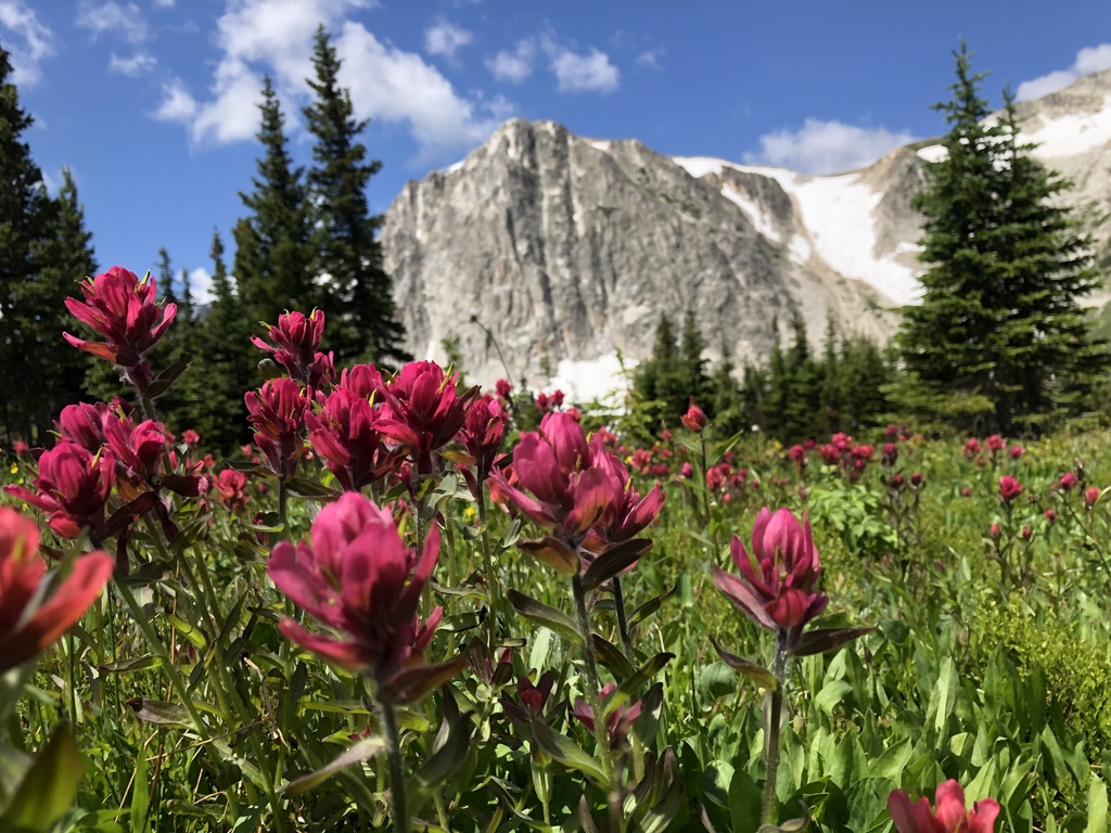 Rhexialeaf Indianpaintbrush from Medicine Bow National Forest