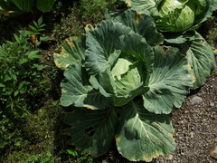 Xanthomonas campestris