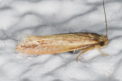 Ypsolopha sp-sw