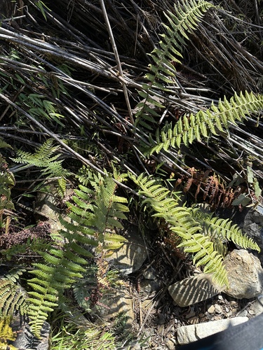 Dryopteris transmorrisonensis observed 2025-01-16