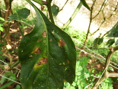 Cercospora capsici