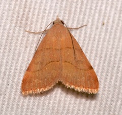 Hemeroplanis rectalis