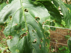 Cercospora capsici