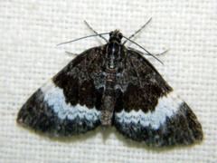 Spargania luctuata