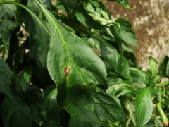 Cercospora capsici