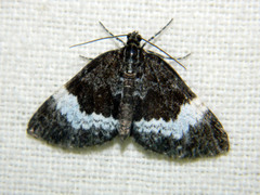 Spargania luctuata
