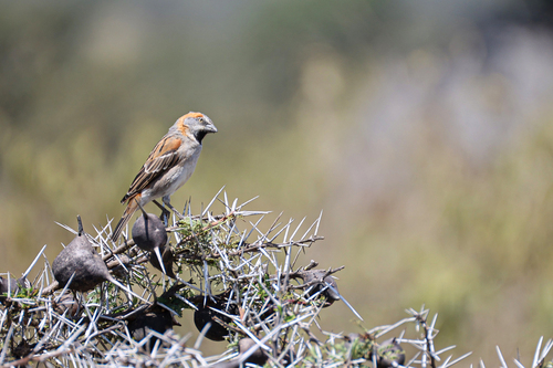 Kenya Sparrow (Passer rufocinctus), photo 10
