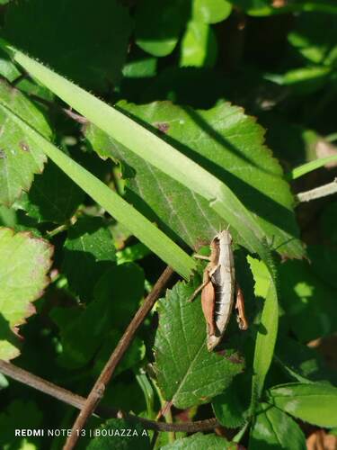 Common Maquis Grasshopper
