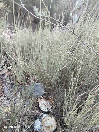Ephedra fragilis cossonii