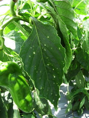 Stemphylium lycopersici