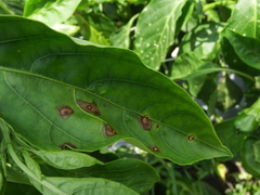 Cercospora capsici
