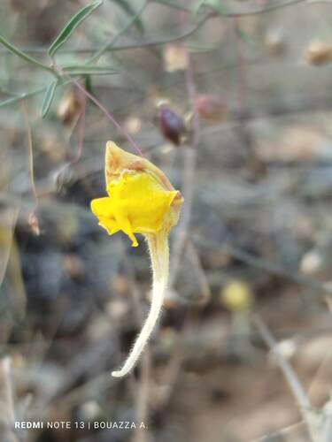 Nanorrhinum heterophyllum