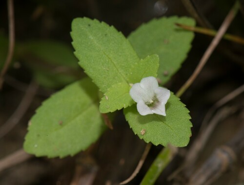 Limnophila fragrans