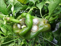 Pythium aphanidermatum