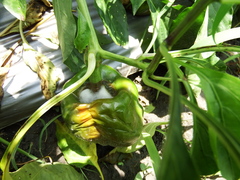 Pythium aphanidermatum