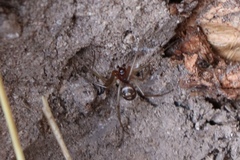 Araneae