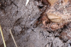 Araneae