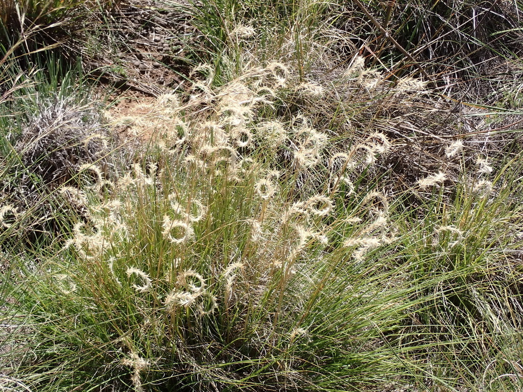 Elionurus muticus; photograph (c) Nicola van Berkel, some rights reserved (CC BY-SA)
